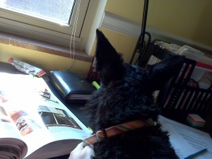 MayzieReads Mayzie completes the final edit on Dog Lover's Daily Companion.