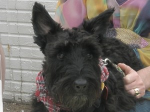 StyleMutt4 Can't wait until playschool at Style Mutt on Friday!