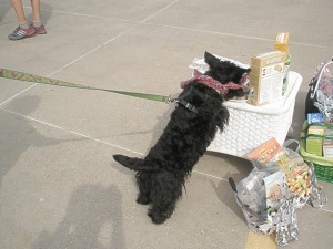 StyleMuttsnacks Mayzie invades the treat station while other dogs are distracted by a style contest.